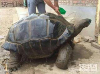 一边开挖机一边养龟，