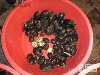 一边开挖机一边养龟，