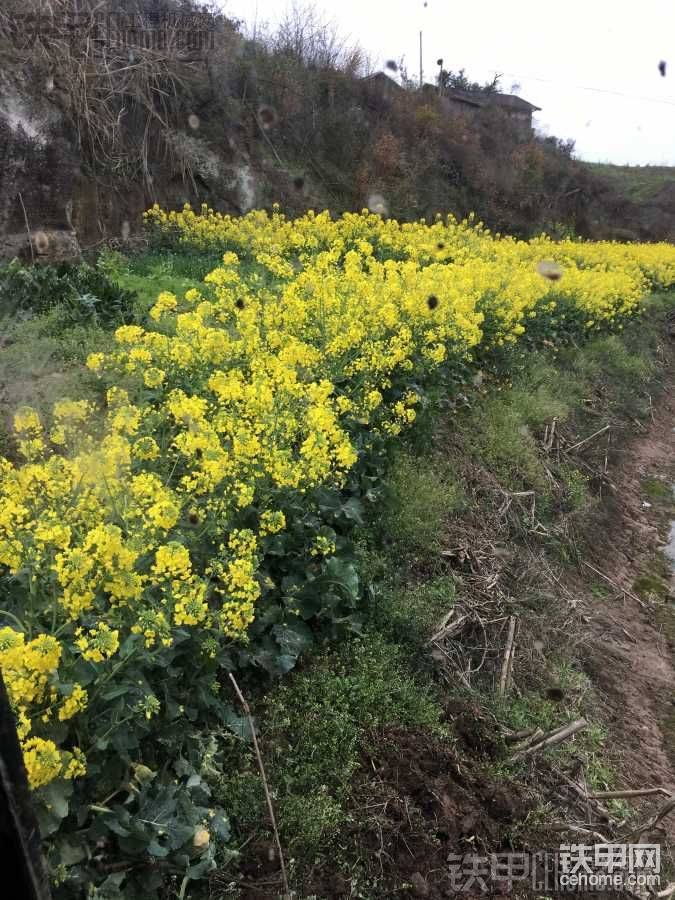 油菜花盛開卻無心欣賞