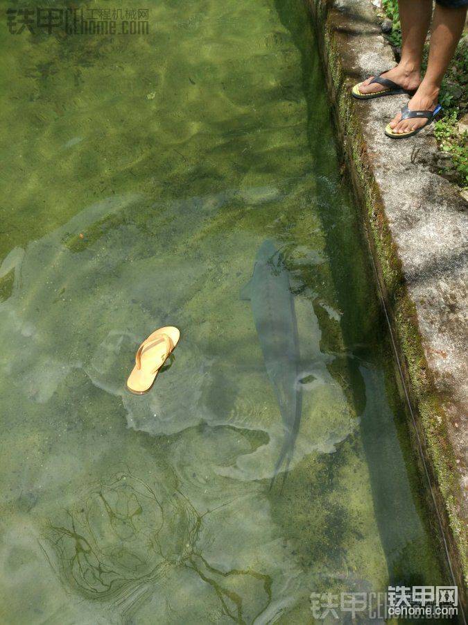  水清魚(yú)大