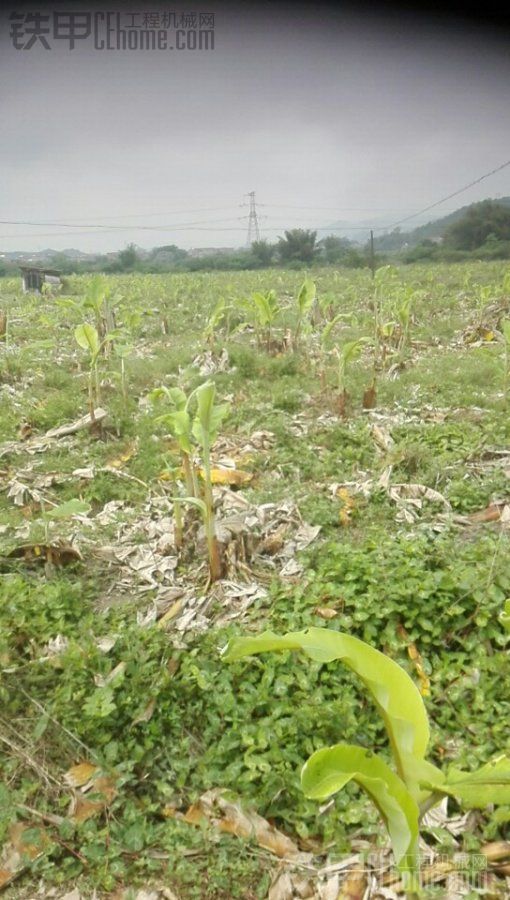 求蕉地变水田的快捷放法