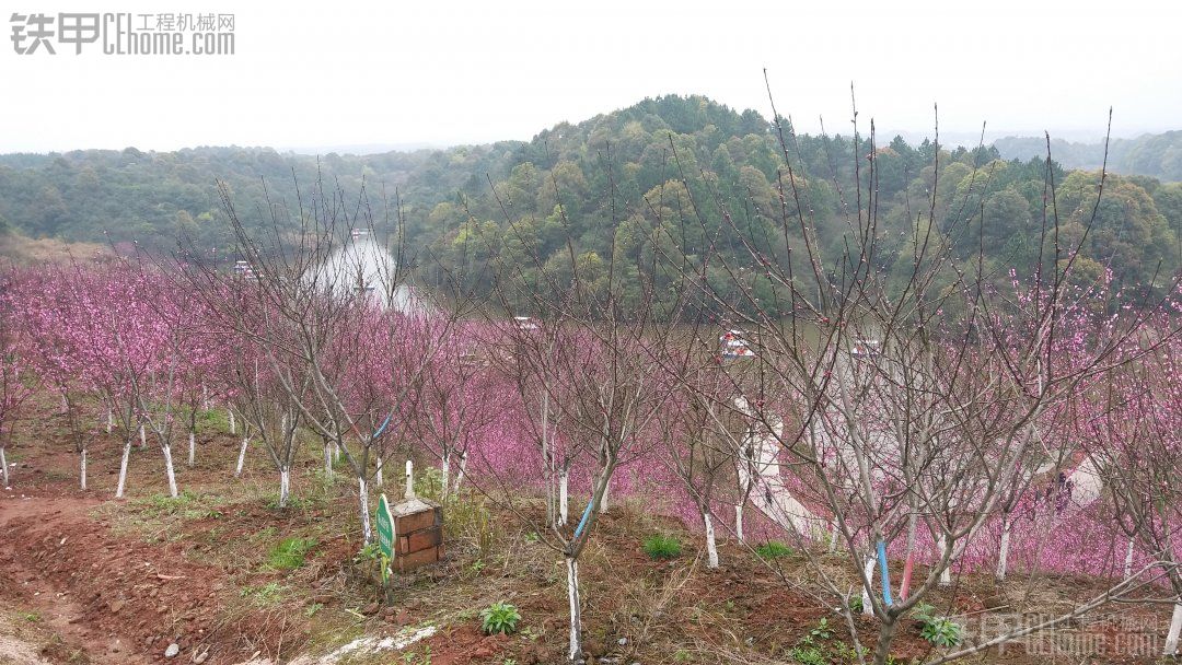 【摄影作品】 桃花园与随手拍