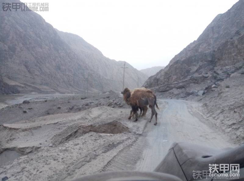 路上偶遇野生骆驼两只，我发现骆驼的眼神很呆萌
