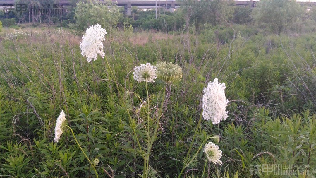 分享日記第九天，這是什么花