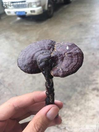 没事说说今年铁甲上找机经历