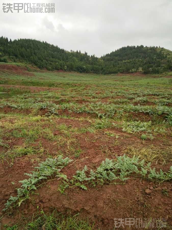 我去年開出來(lái)的荒地。