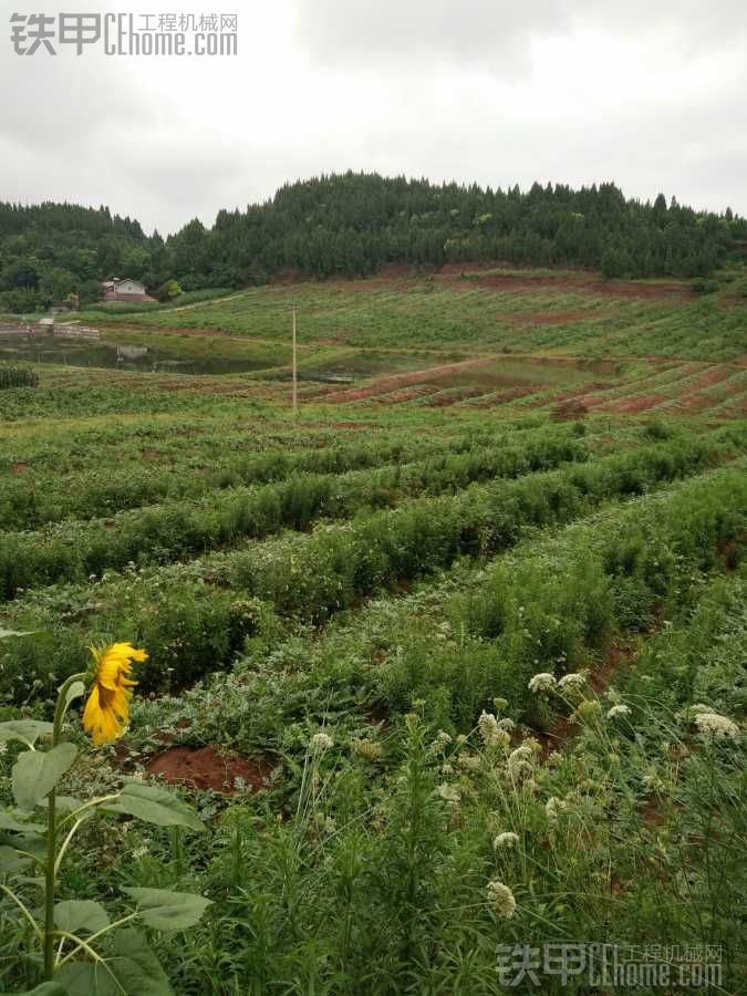 我去年開出來(lái)的荒地。