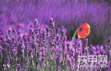 雨……再大點就好了