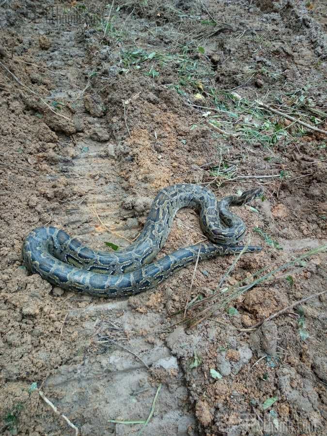 干活干出國家一級保護動物