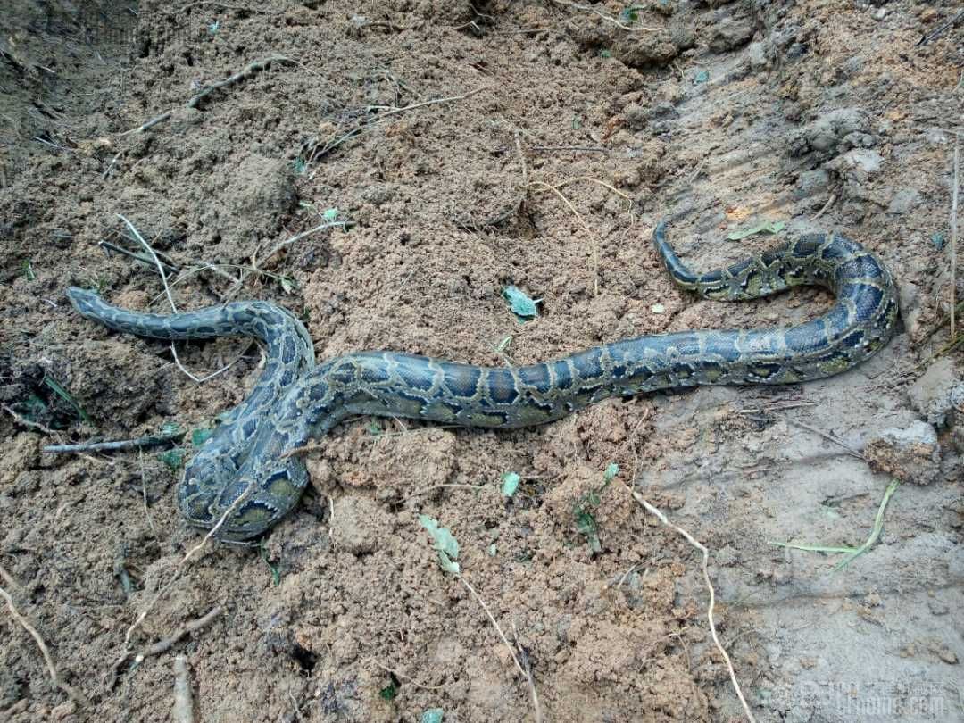 干活干出國家一級保護動物