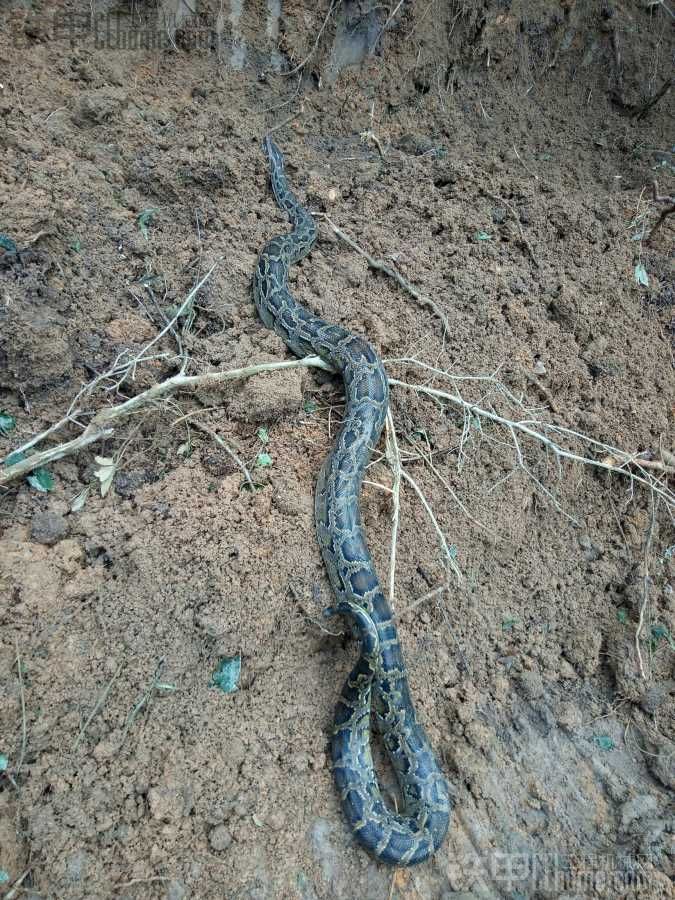 干活干出國家一級保護動物