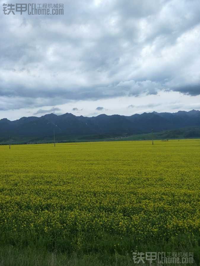 雨季邀请你来青海门源