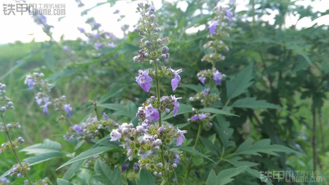 荊條花開，紫氣東來