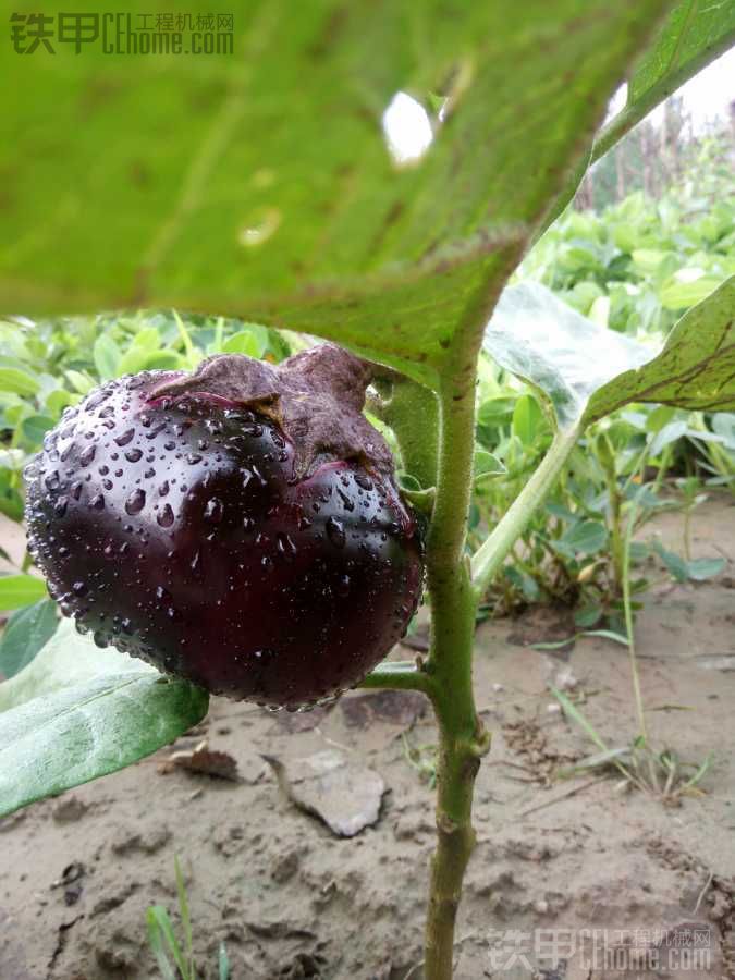 雨后……