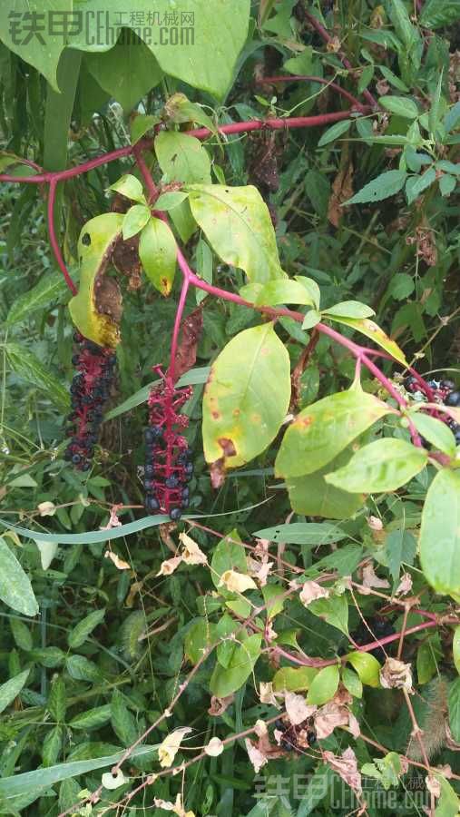 這些植被大家認(rèn)識幾個？