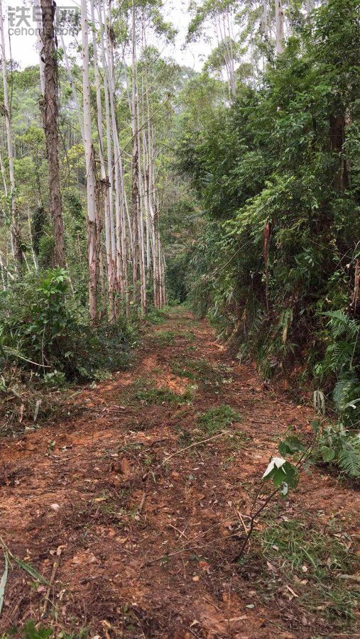 桉樹(shù)山。開(kāi)路