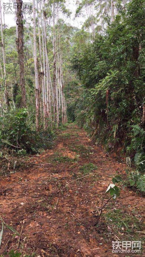 桉樹山。開路-帖子圖片