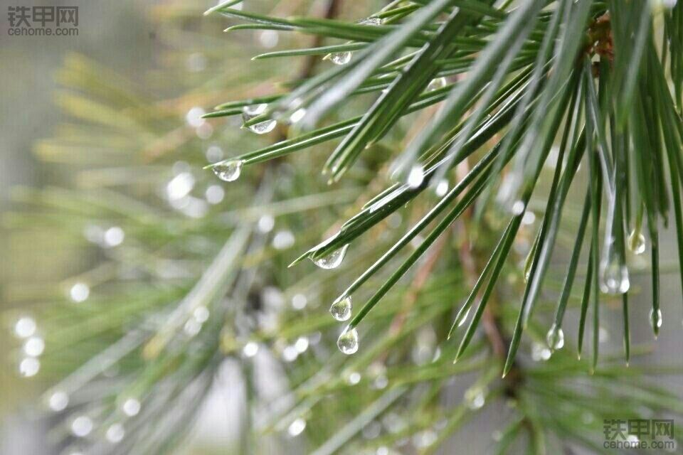 雨中……