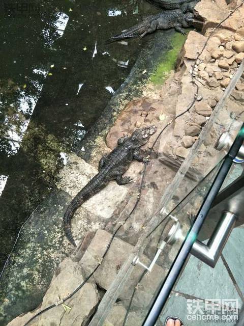 動(dòng)物園一游