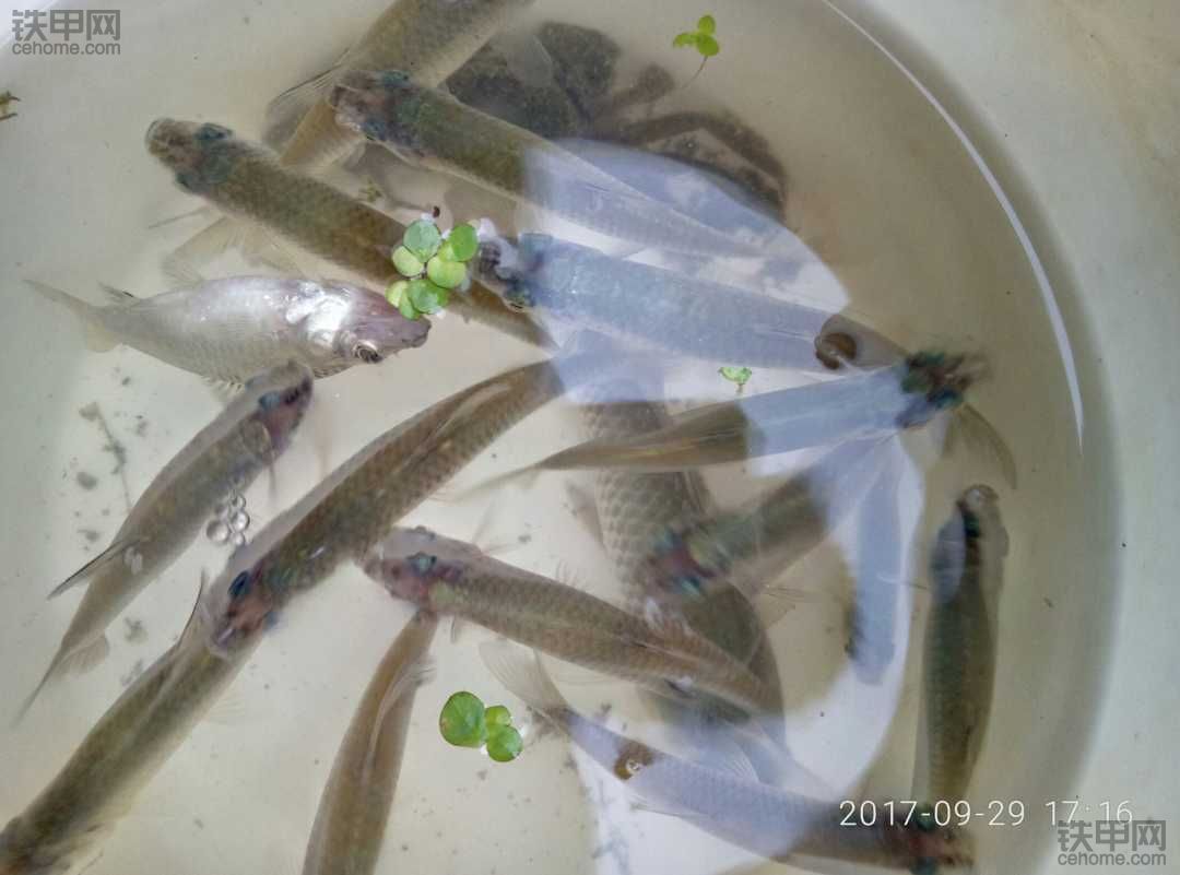 下午的魚獲