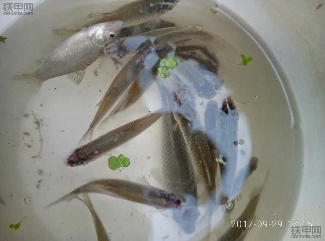 下午的魚獲