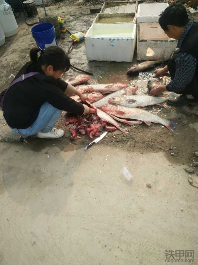 野生魚，