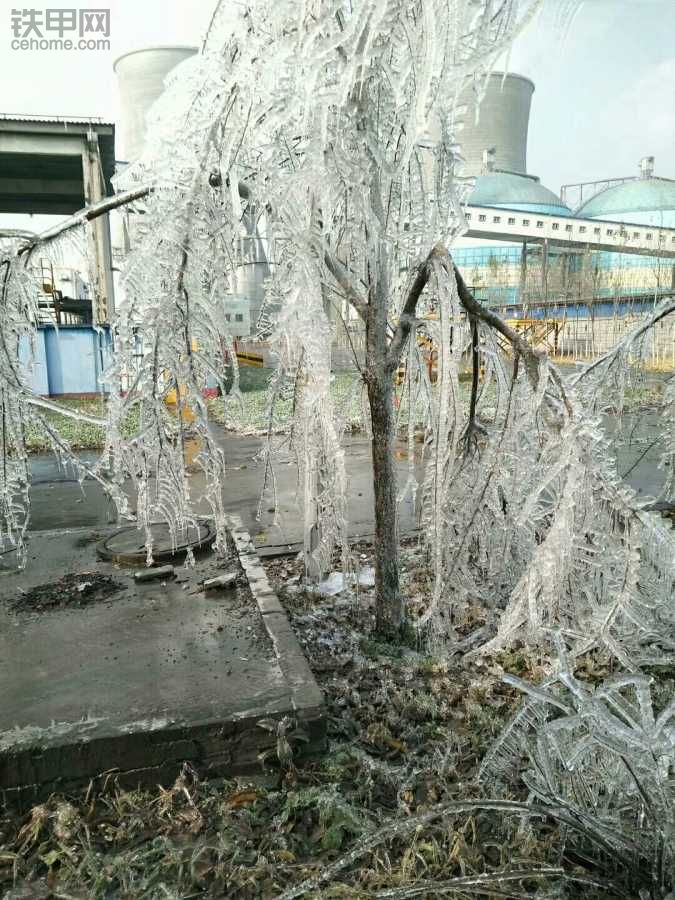 這樹怎么樣