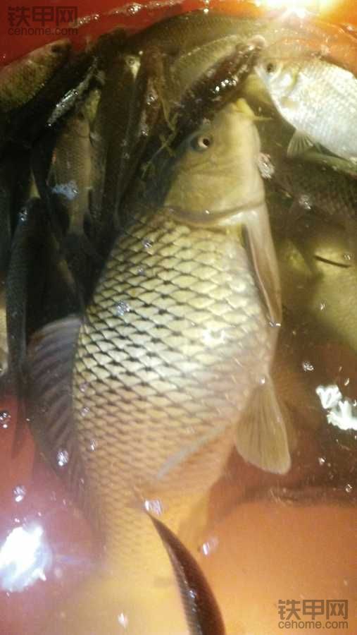 下雨天，冒開工河里搞點魚