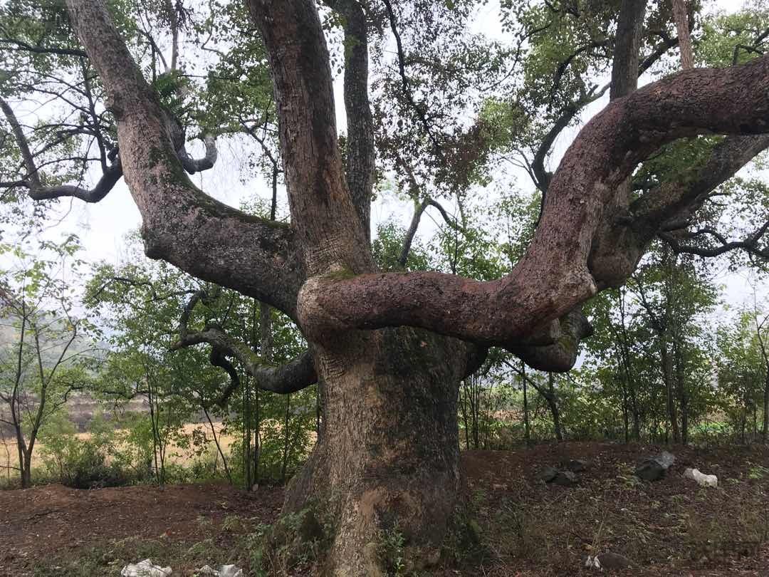 心情就像這棵樹