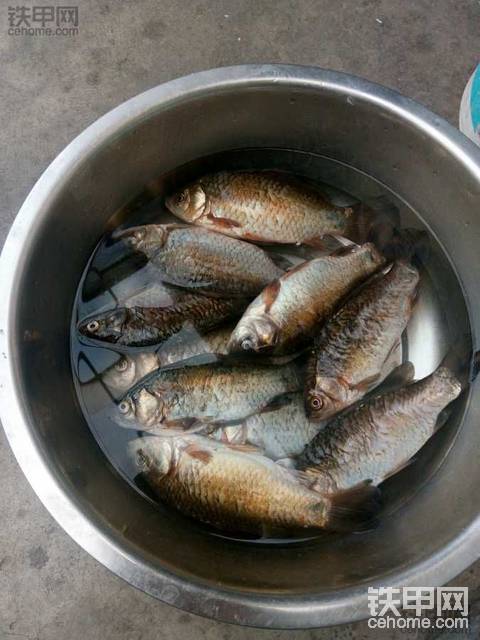 顿鱼