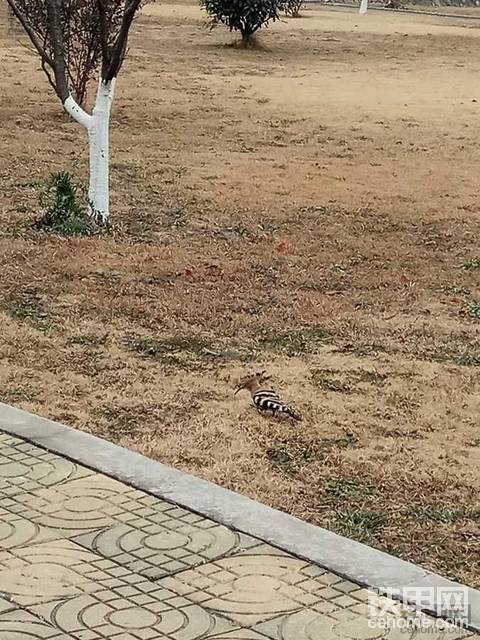 请问各位挖友们一个问题。谁见过