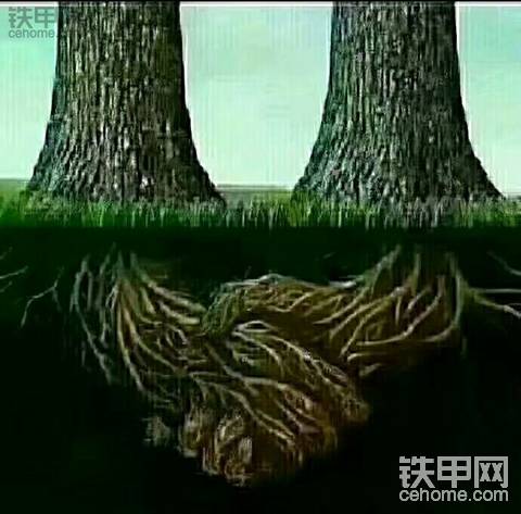 真正的朋友，就像这张图片一样，看上去是各自生活，各自成长