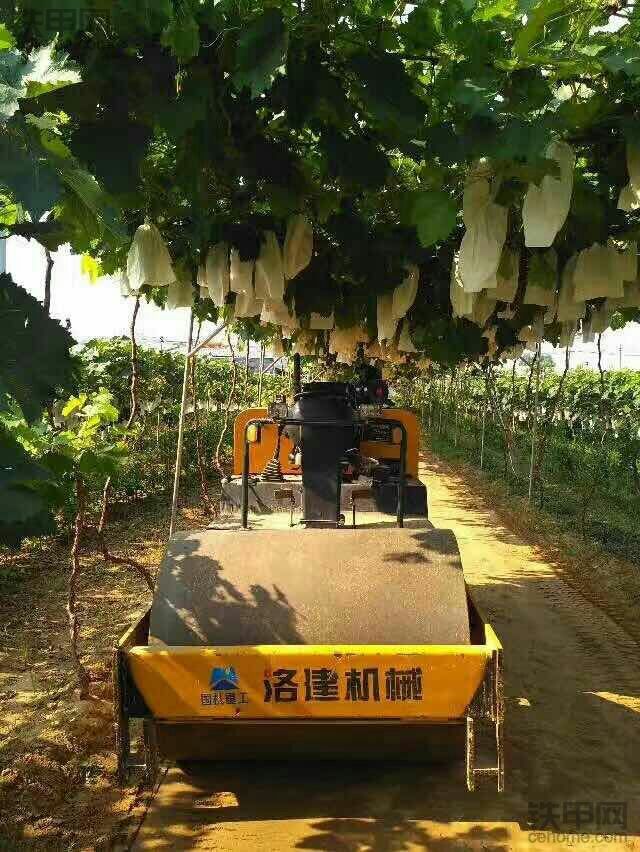 葡萄樹下的小壓路機