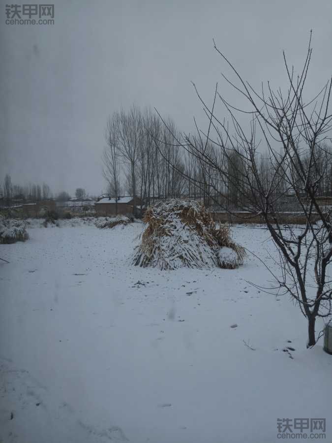 阳春三月，漫天飞雪