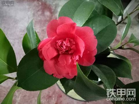 【我的铁甲日记第298天】山茶花
