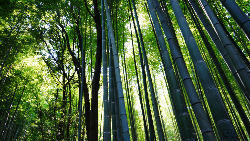 岚山竹林