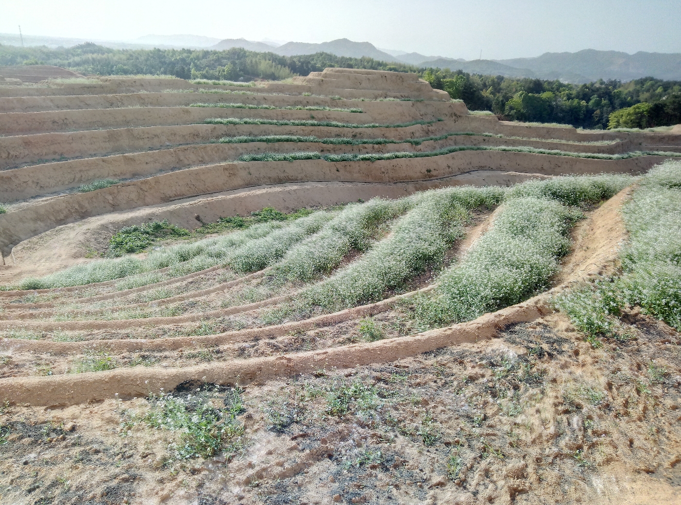 去年開點(diǎn)遞土。