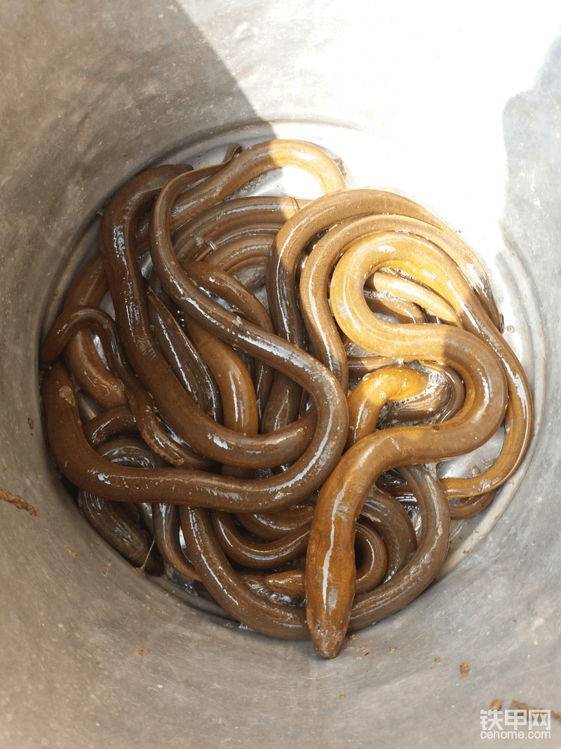 這個(gè)東西 鐵友應(yīng)該是最熟悉了   一般做農(nóng)田整改  魚塘   還有舊水溝  大多都會有黃鱔這東西   這是我挖一個(gè)小水潭  用半個(gè)小時(shí)抓出來的一條條滑溜溜的好過癮