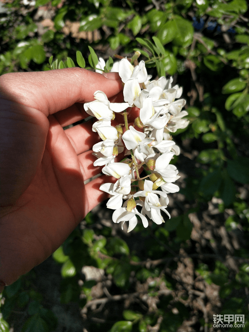 這玩意兒味道不錯 有點嫩花生的味兒 一會兒回去蒸著吃????