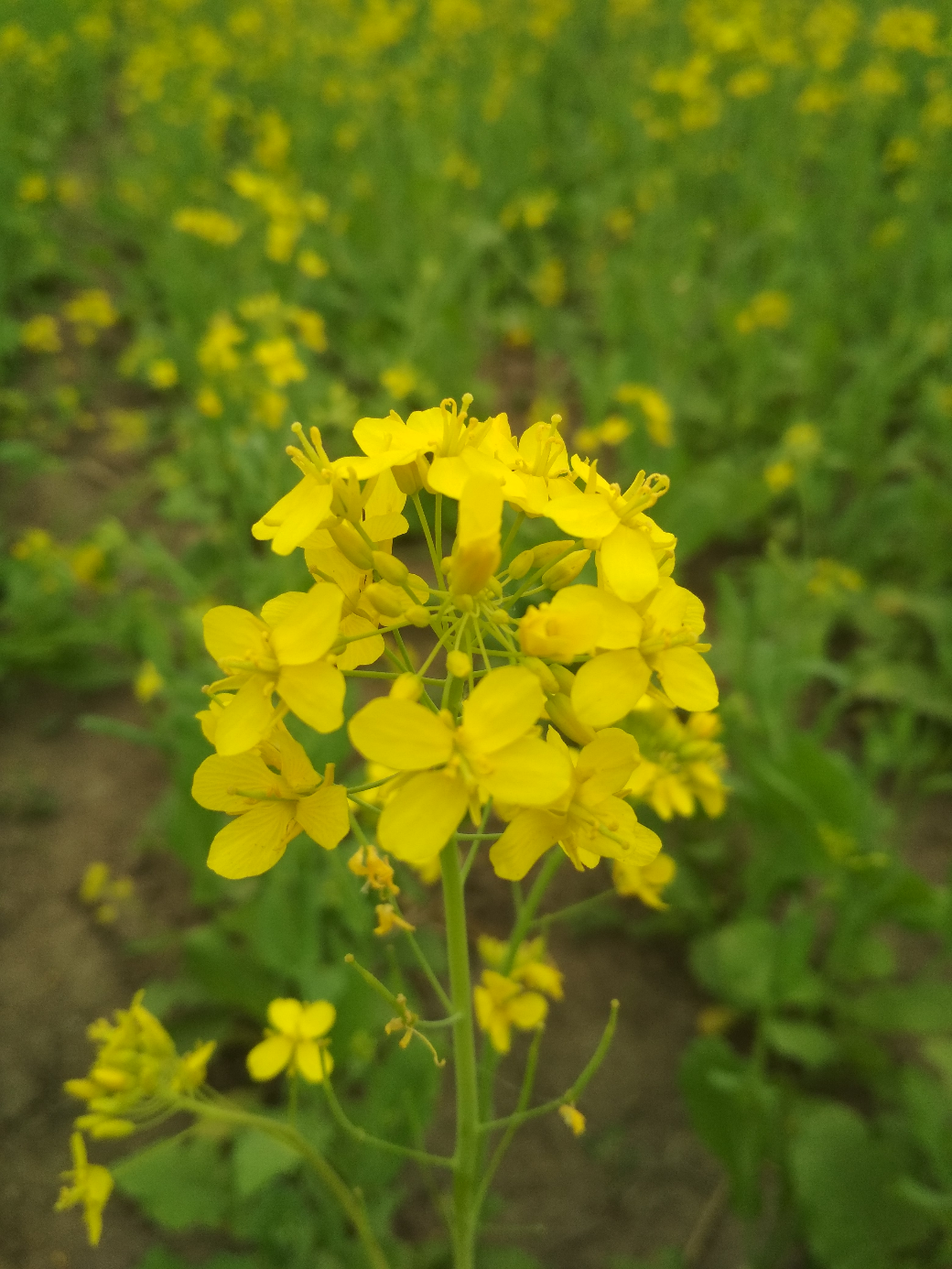 一片花海，不錯(cuò)