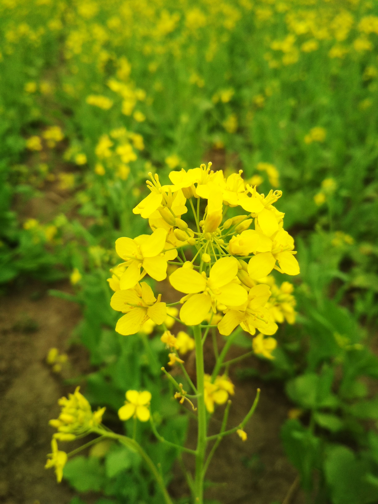 一片花海，不錯(cuò)