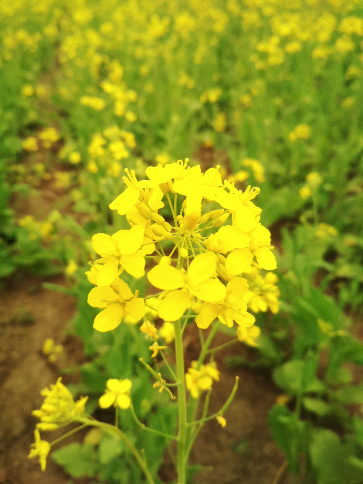 一片花海，不錯(cuò)