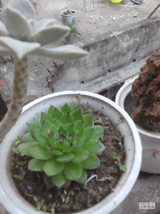 没活在家赏花