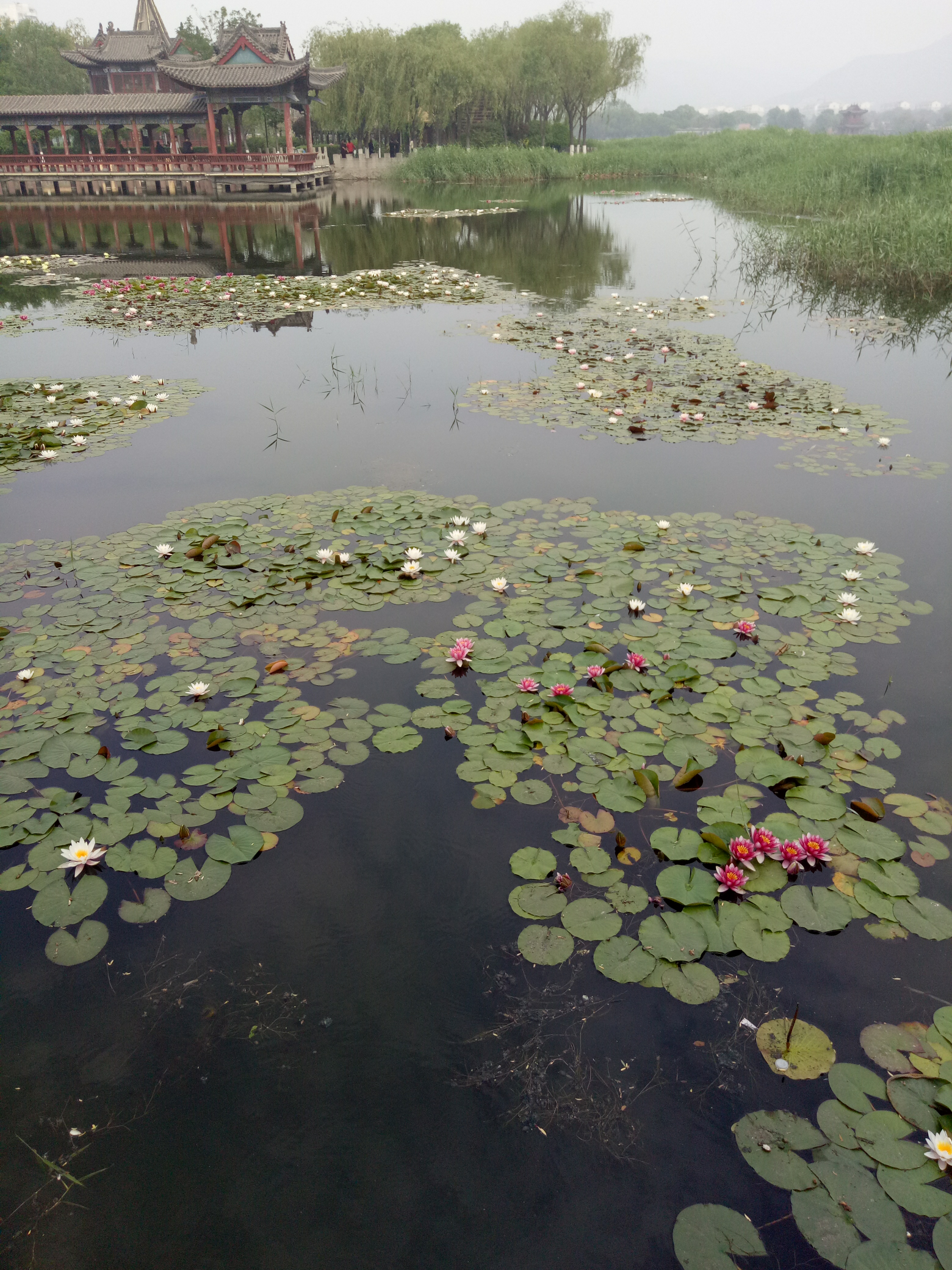 公園里的荷花池開的真漂亮了