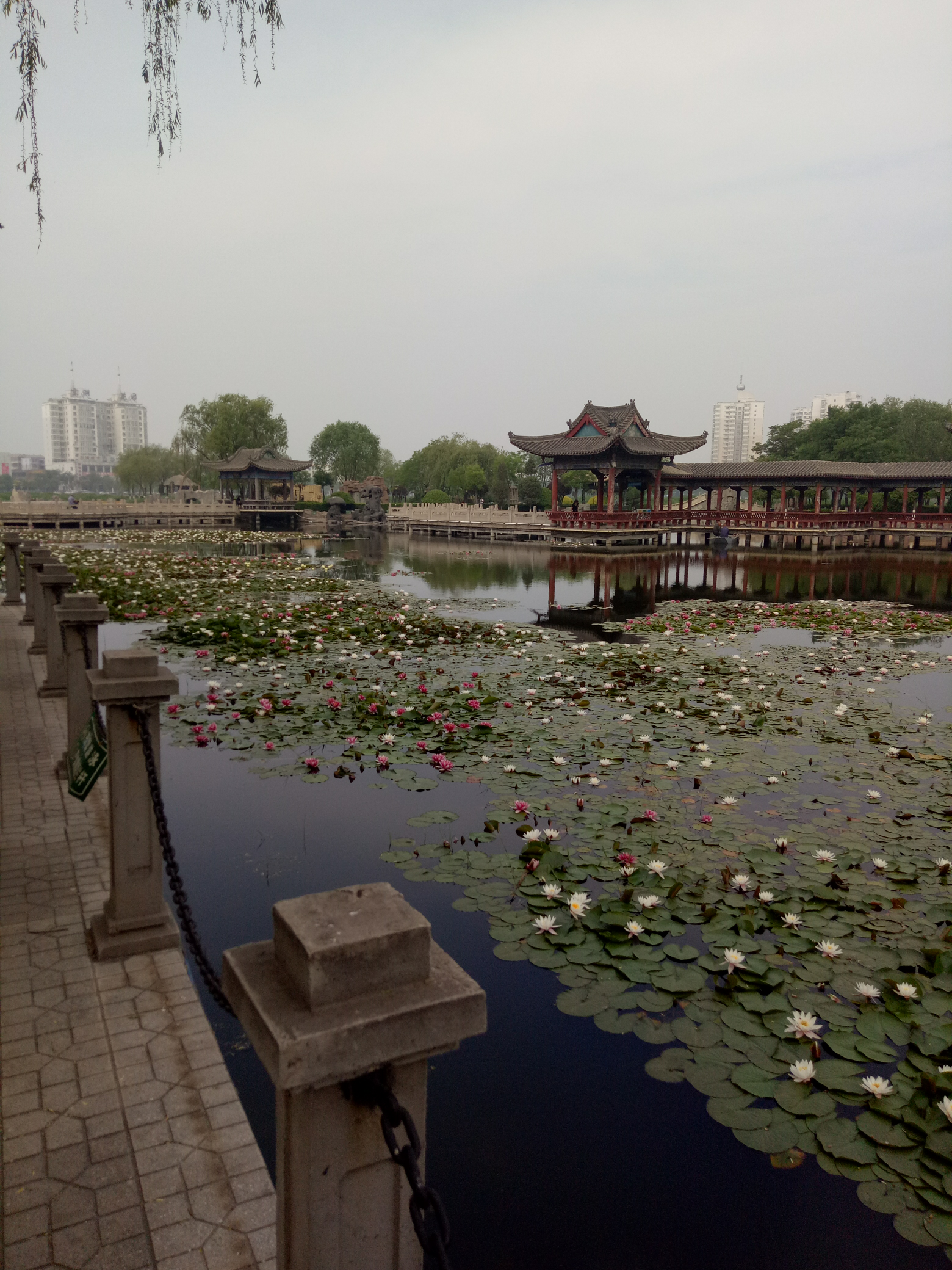 公園里的荷花池開(kāi)的真漂亮了