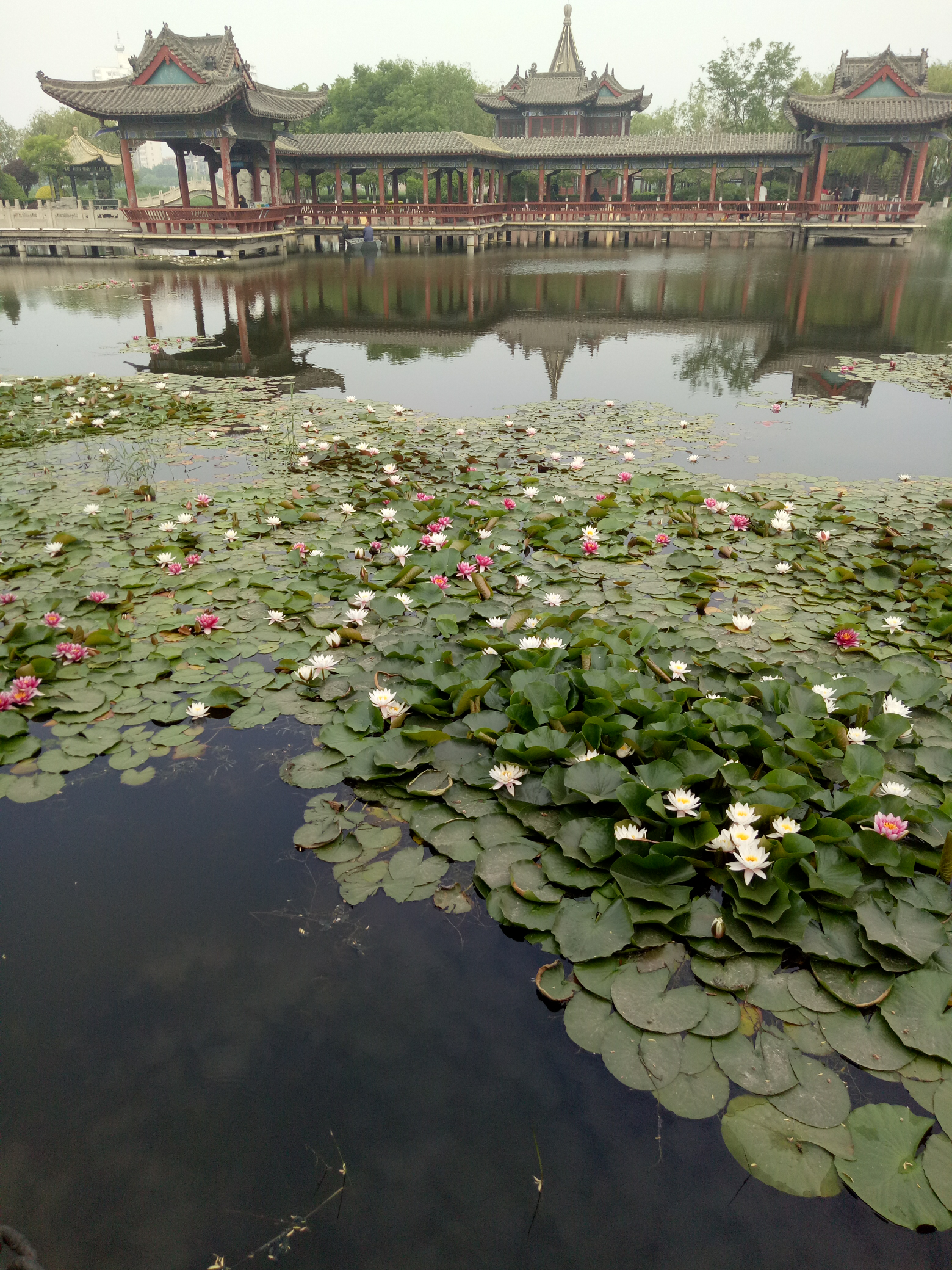 公園里的荷花池開的真漂亮了