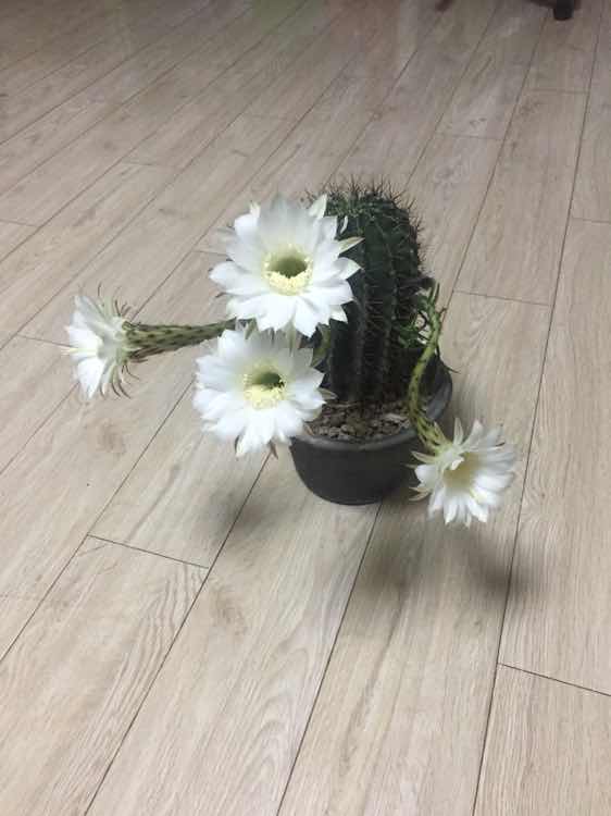 球球開花啦