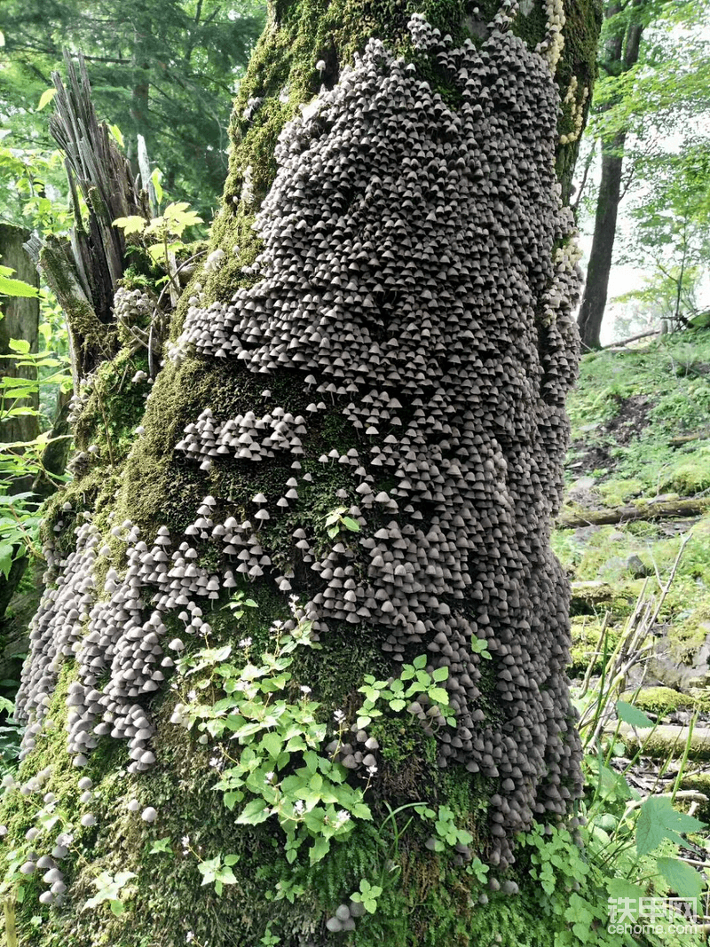 野生小蘑菇