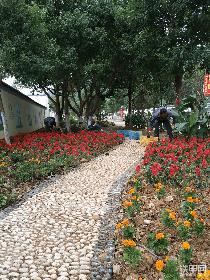 雨花石園路兩邊的花苗慢慢出效果了……