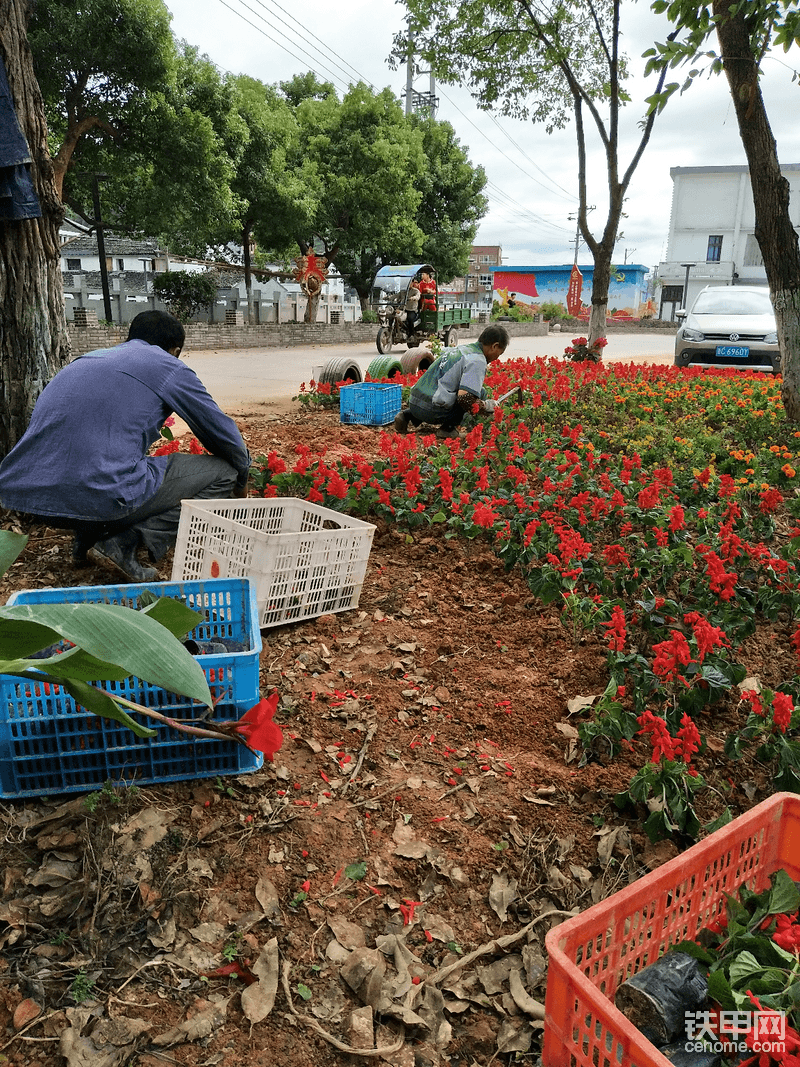 雨花石園路作業(yè)點(diǎn)，花苗正在栽植中……